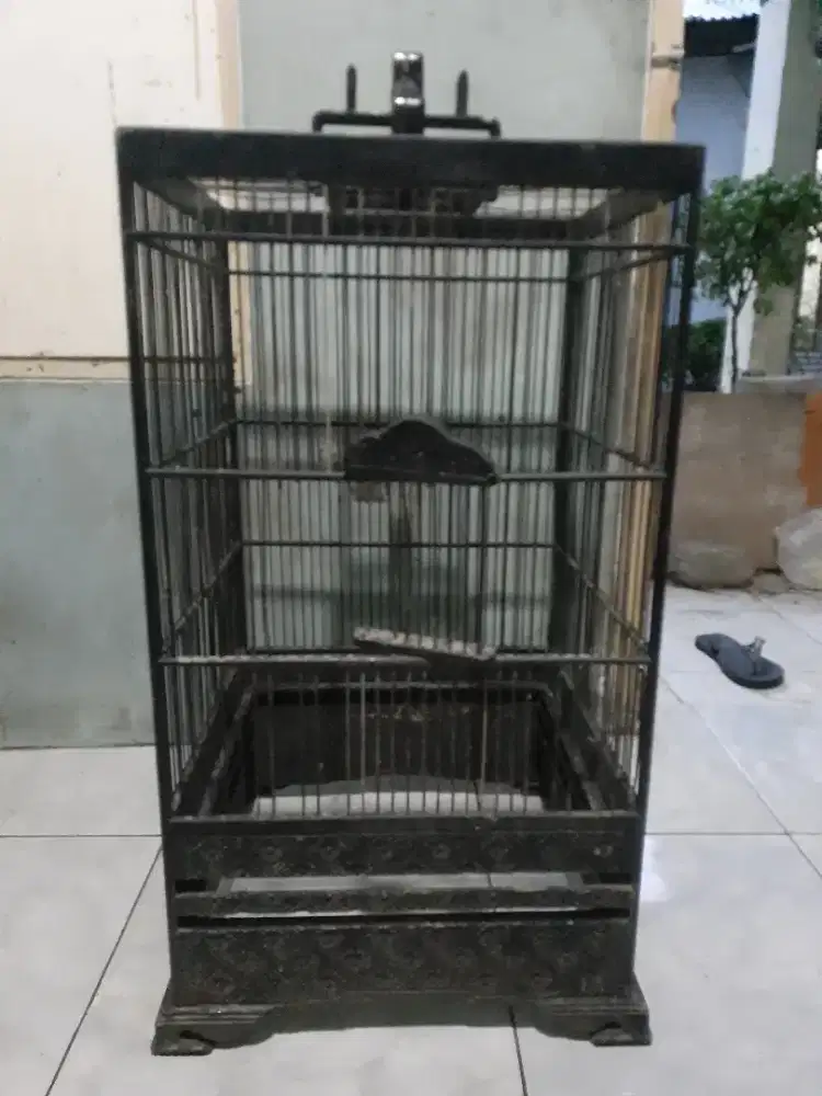 Kandang kotak no 1 rusak di BSD