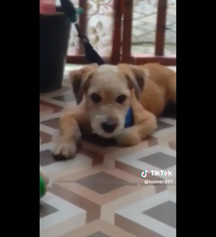 Chow chow mix Terrier