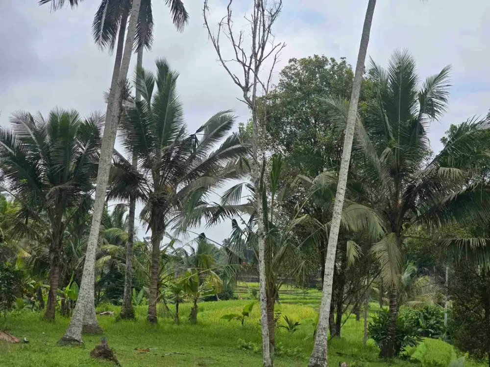 Dijual tanah view sawah dekat kota bajera tabanan
