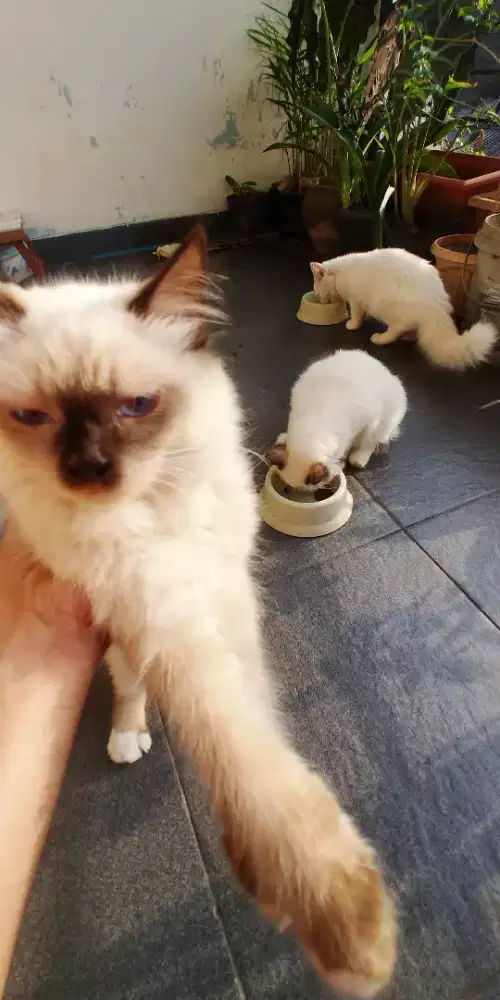 2 Kucing  br 9 bulan