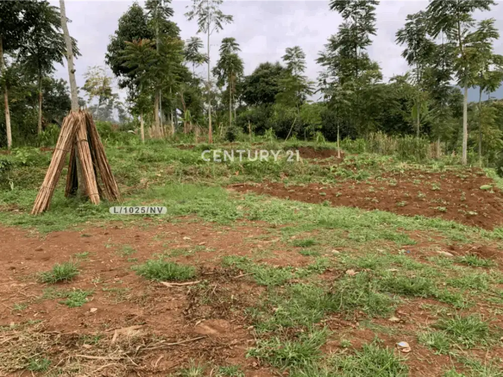 Tanah Luas Dengan Lingkungan Asri Perkebunan Di Arjasari Bandung