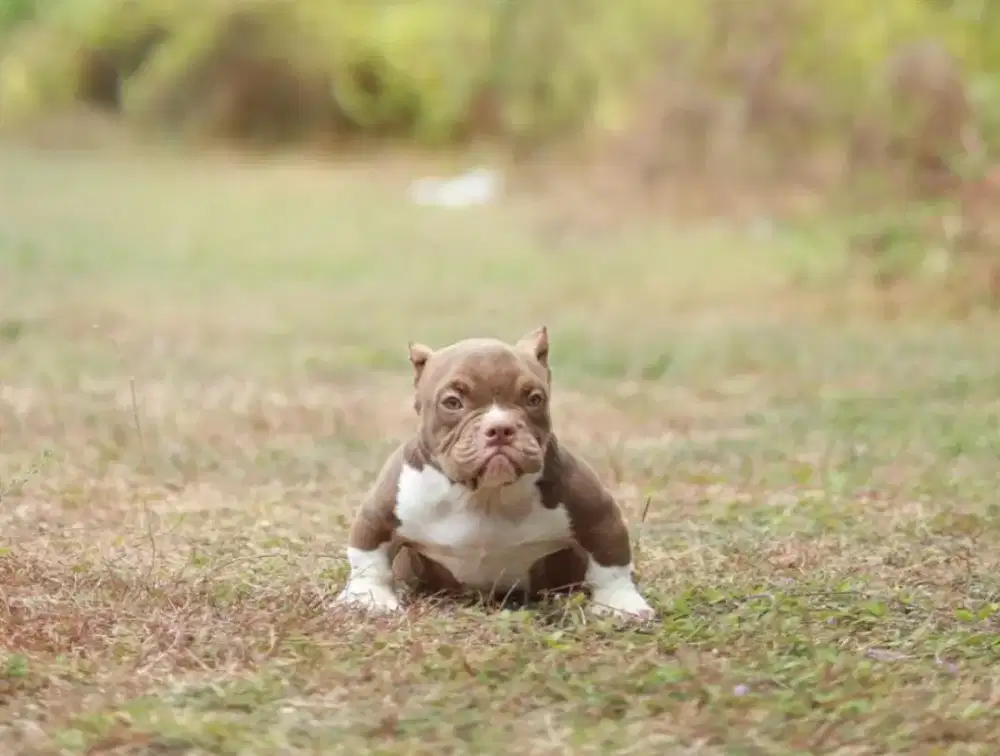 American Bully Exotic