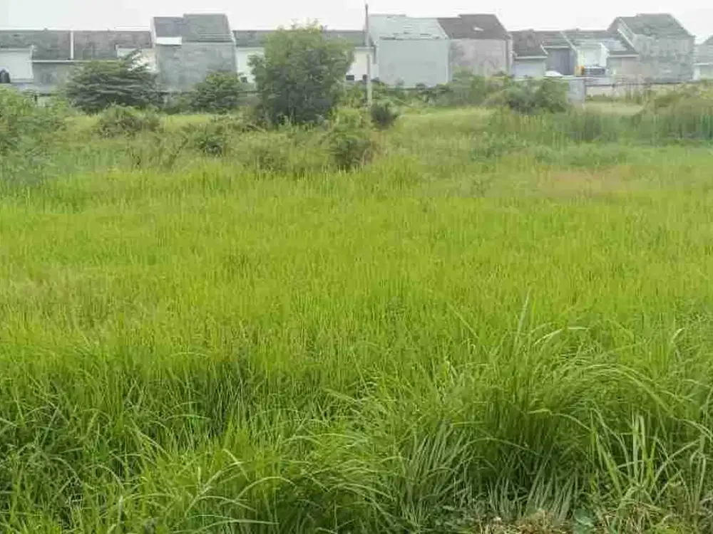 lahan sawah bringkang gresik utk perumahan belum uruk