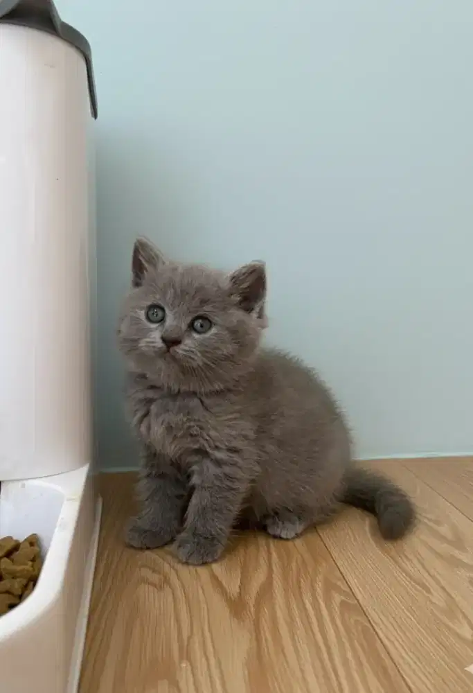 kucing BSH (british shorthair) kitten