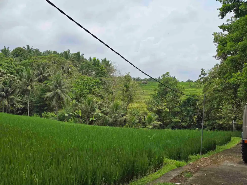 Dijual tanah yellow zona view sawah di bali