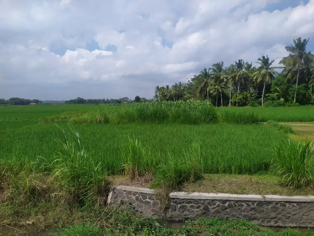 Dijual Tanah Kalimenur Kulon Progo berbentuk Sawah SHM Tegalan