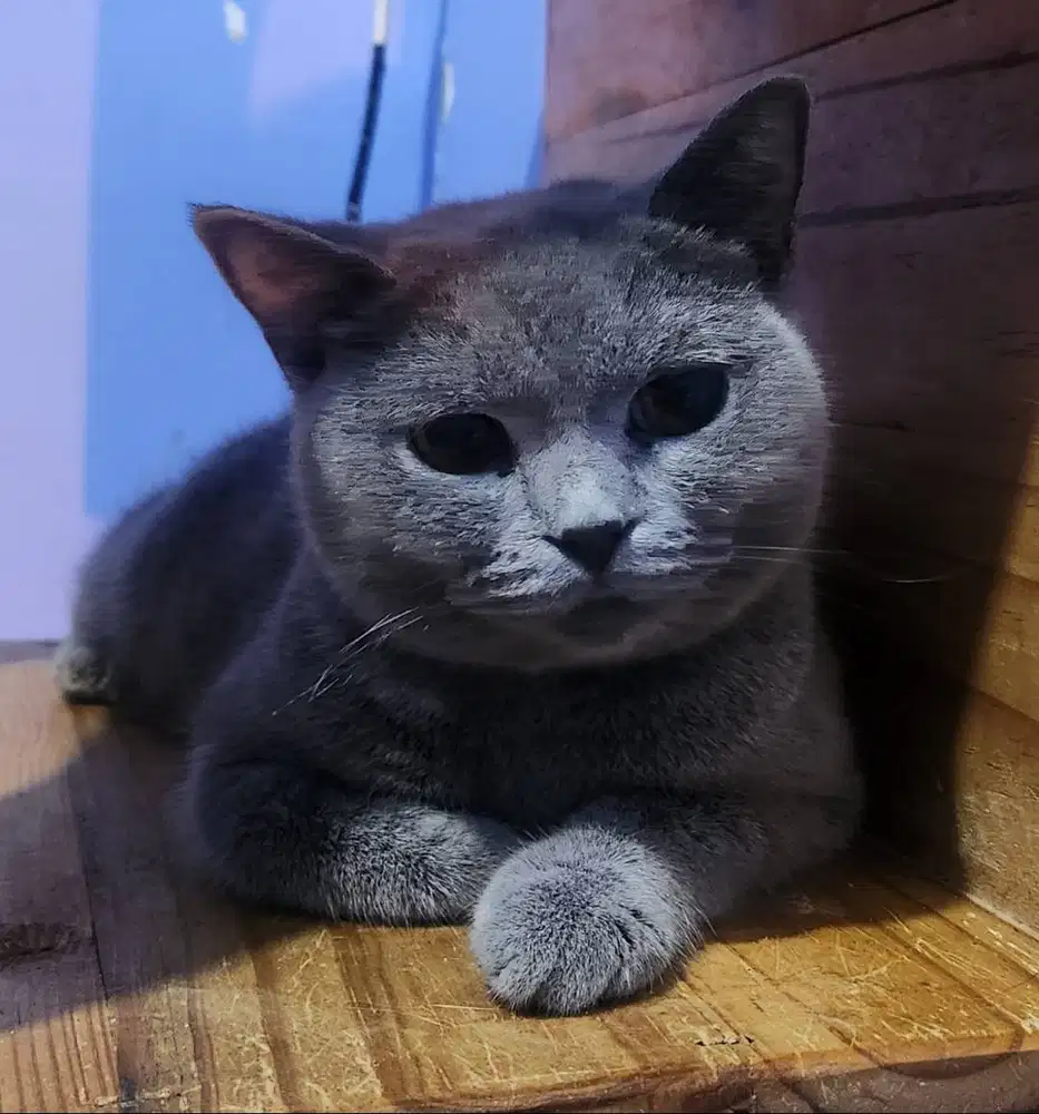 Kucing Bsh British shorthair Betina Proven