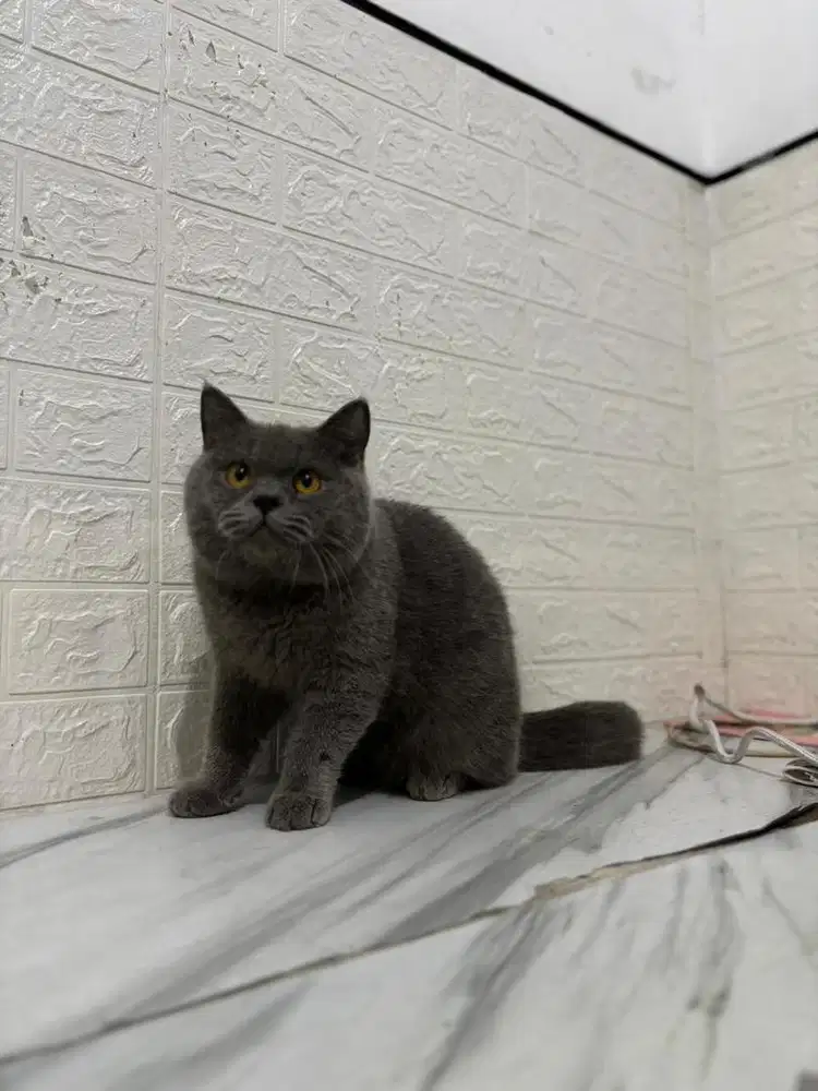 Kucing British Shorthair BSH Jantan