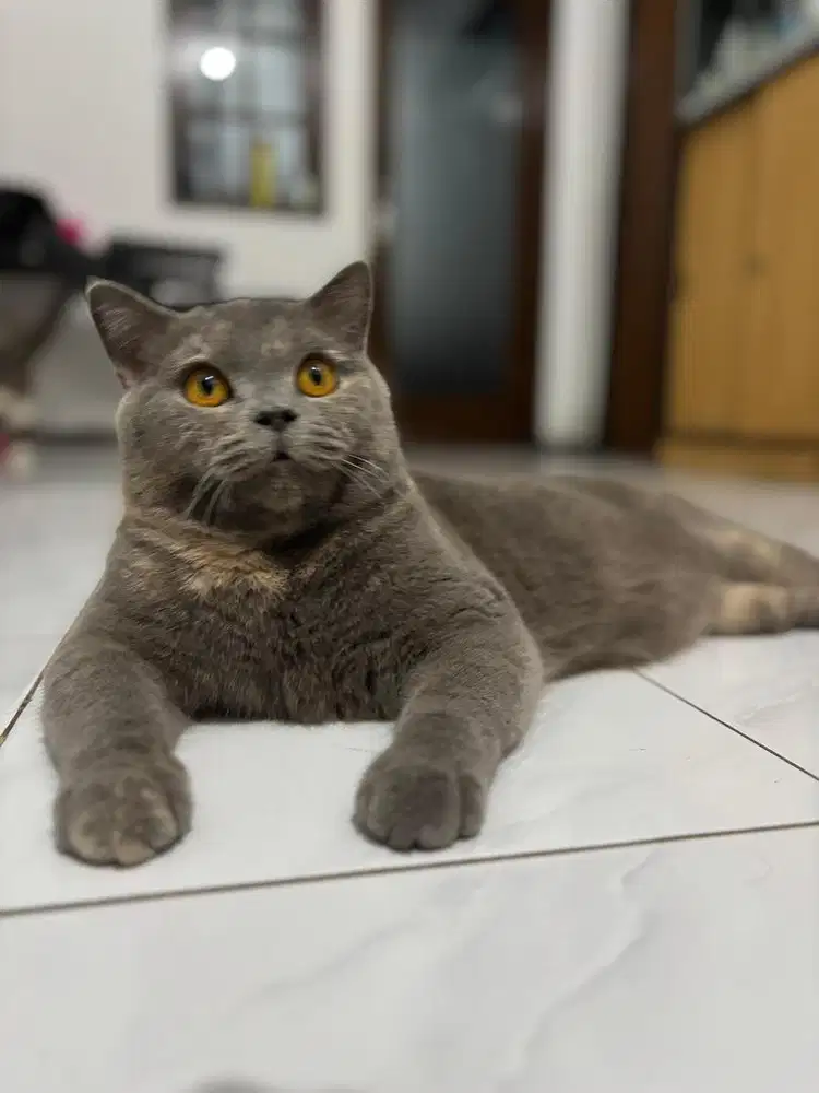 Kucing BSH British Shorthair Betina Ped Blue Tortie