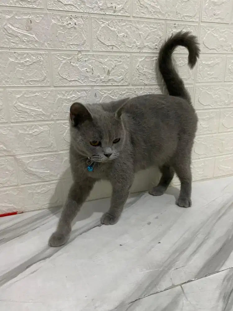 Kucing British Shorthair BSH Betina Proven