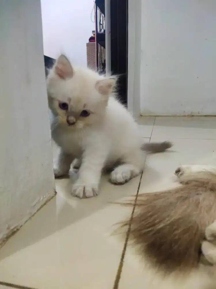 Kucing Persia Himalaya
