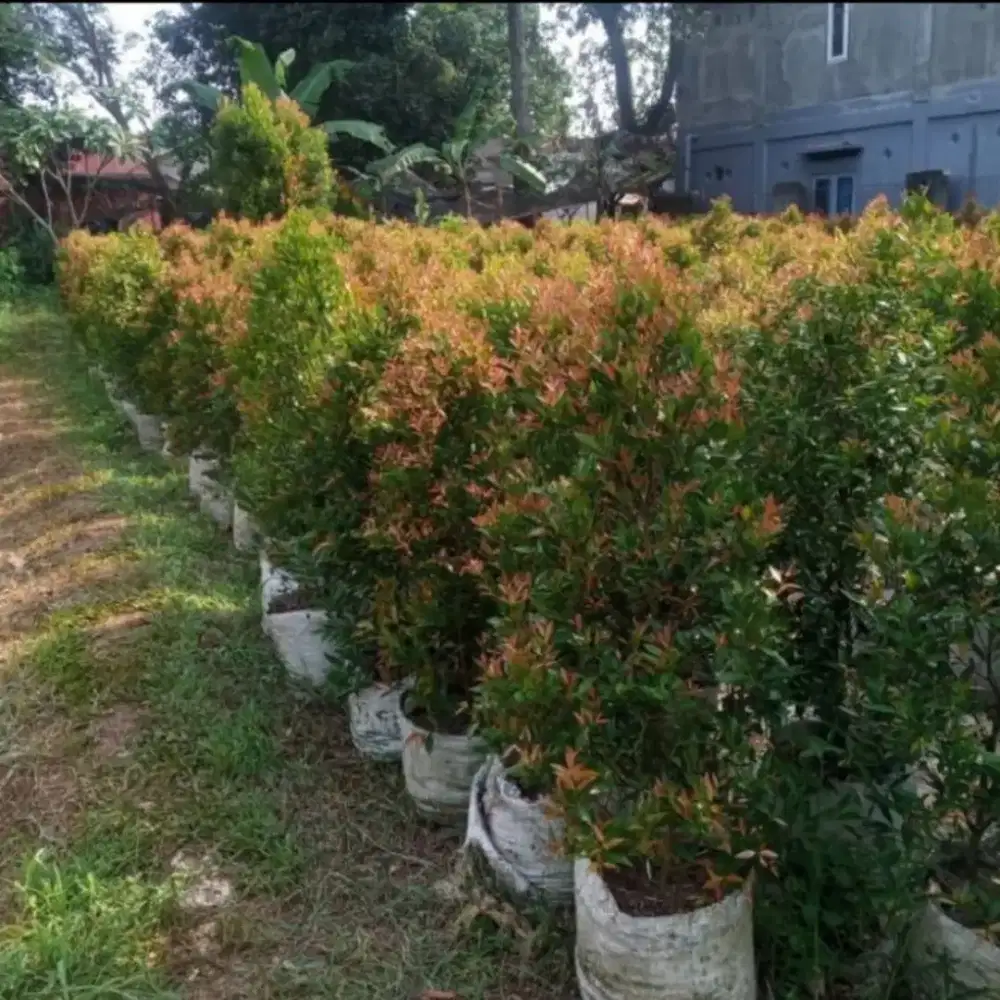 Pohon pucuk merah . Pohon palem kuning.  Pohon palem bismarkia dll