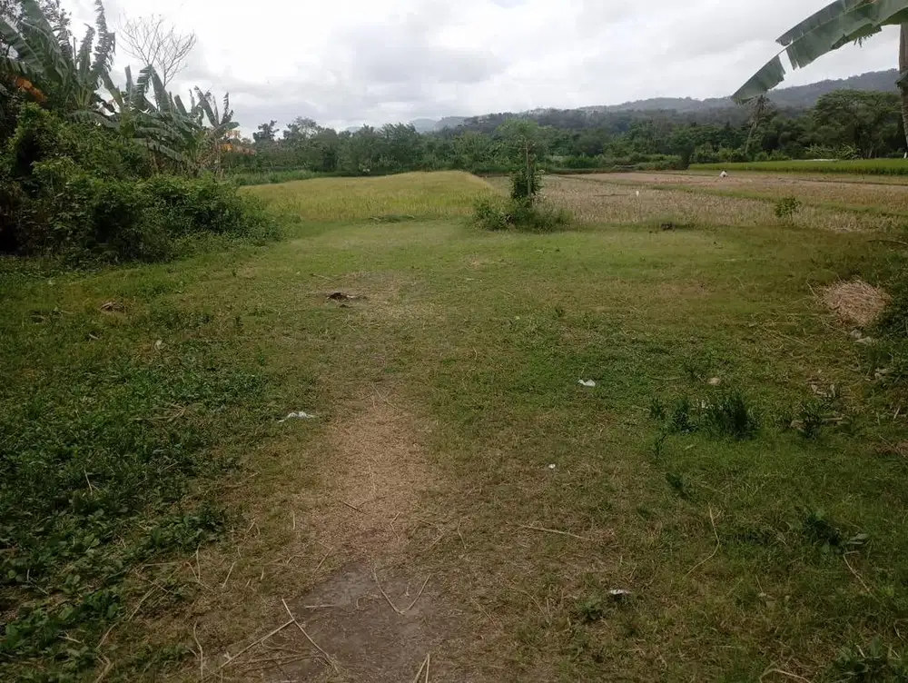 TANAH SAWAH COCOK UNTUK INVESTASI DI JOGJA