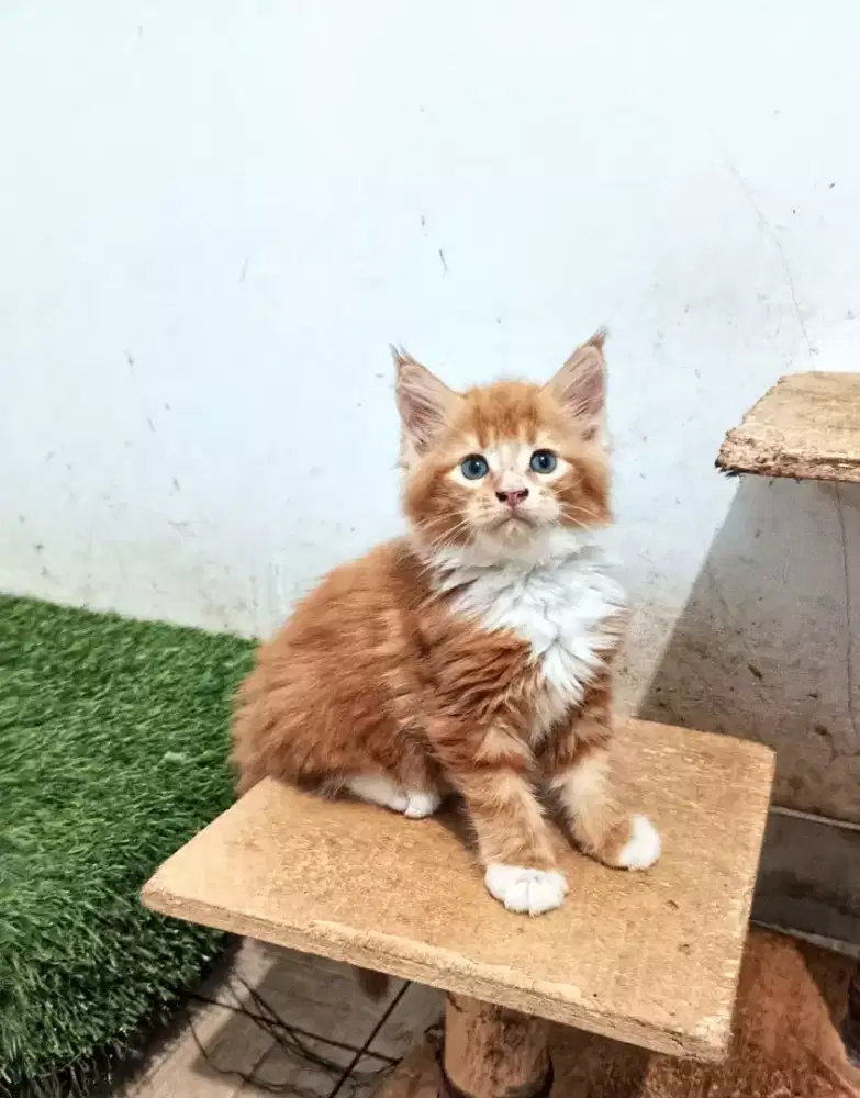 Kitten MaineCoon Jantan Pure no mix. Induk ped Cfa MaineCoon