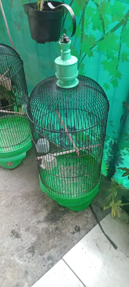 sangkar kandang tempat burung love bird