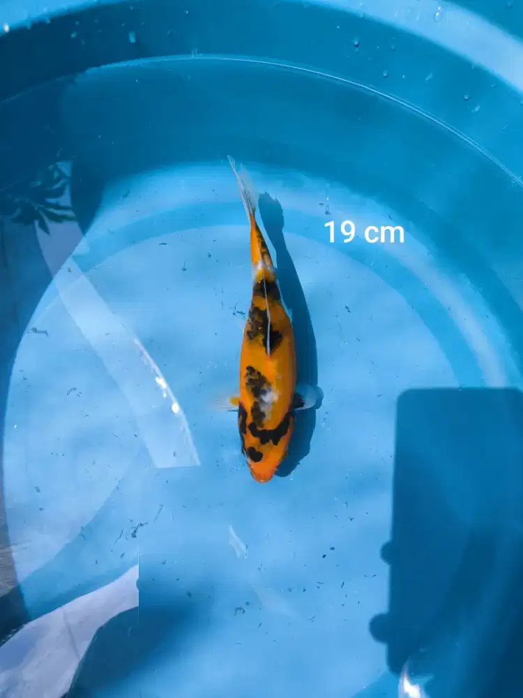 Ikan Koi Showa Tulungagung