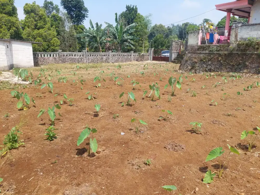 Lahan kebun cigombong bogor