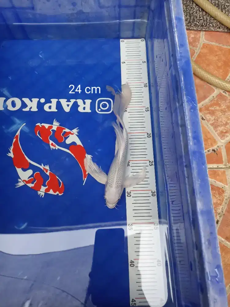 Ikan Koi Kumpay slayer