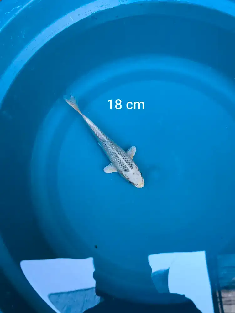 Ikan Koi Gin Matsuba