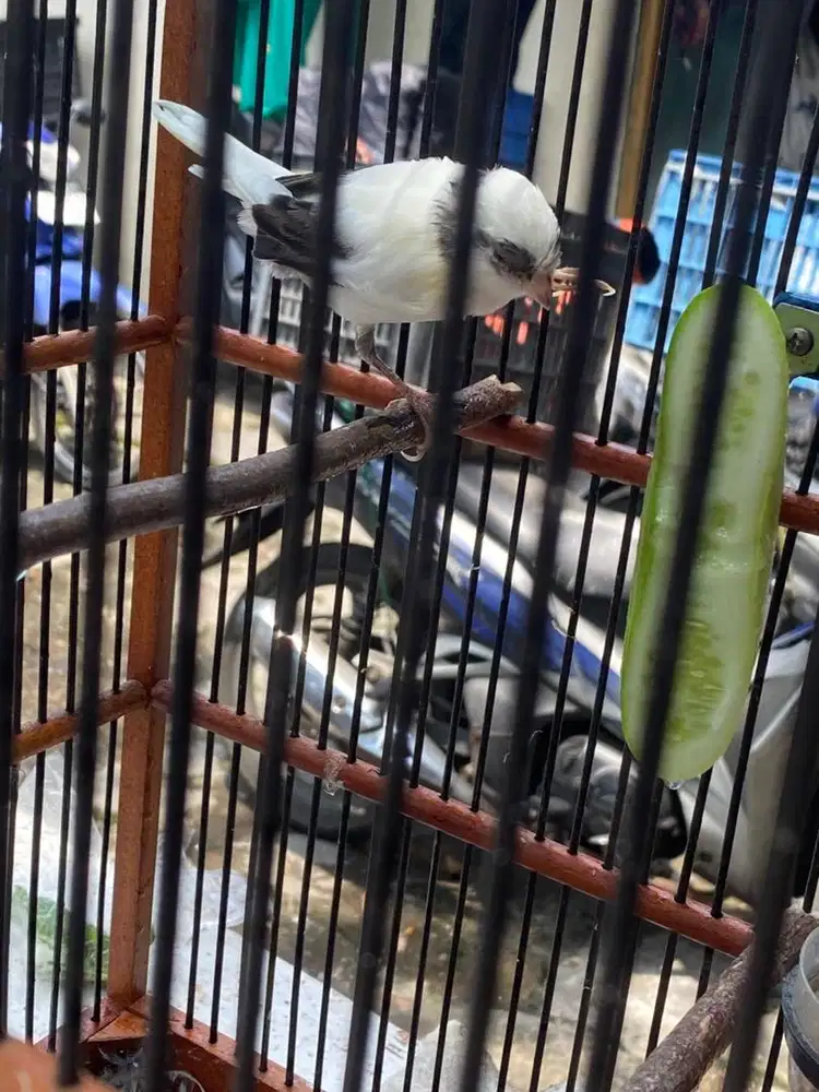 Kenari warna putih panda