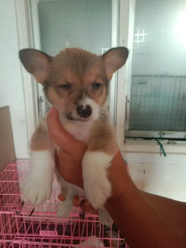 Puppies Corgi stb vaksin