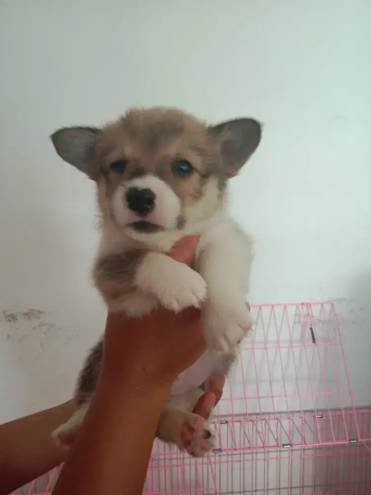 Puppies Corgi longhair stb vaksin
