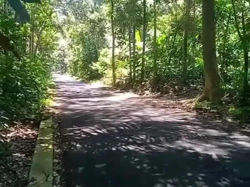 ASRI, LUAS, DAN MURAH TANAH TEGALAN COCOK UNTUK INVESTASI DI KEMALANG, KLATEN