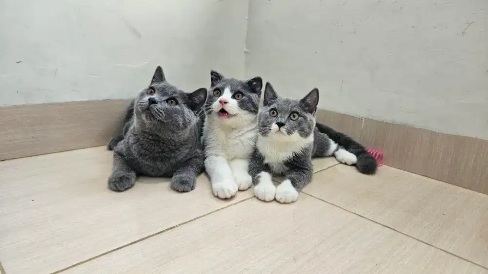 Kitten BSH X Scottish