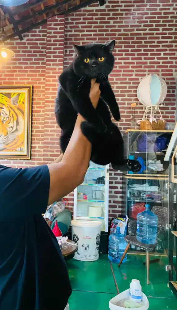 Open adops BSH anakan import