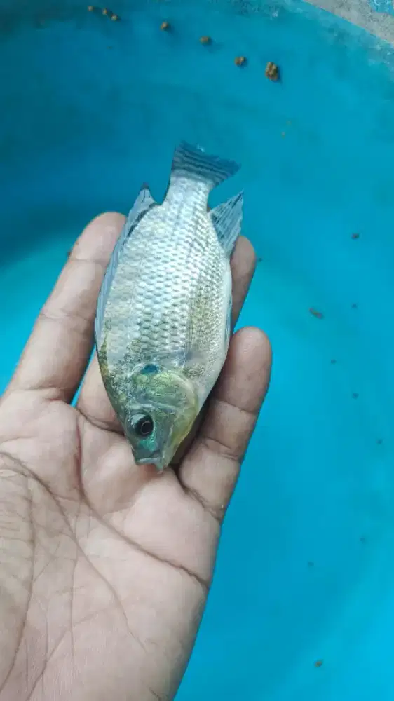 Bibit Ikan Nila Black Prima Monosex