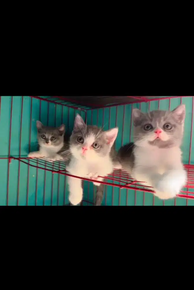 Kucing BSH / British Shorthair