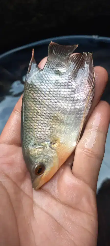 Bibit Ikan Gurame Soang 2 Jari