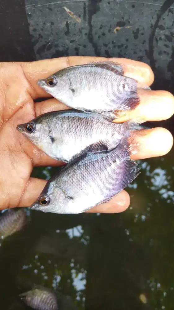 Bibit Gurame Soang Ukuran Silet