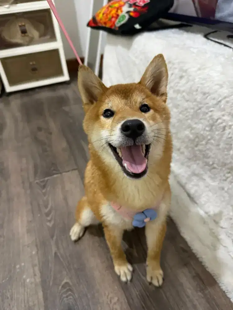 Anak anjing Shiba inu betina