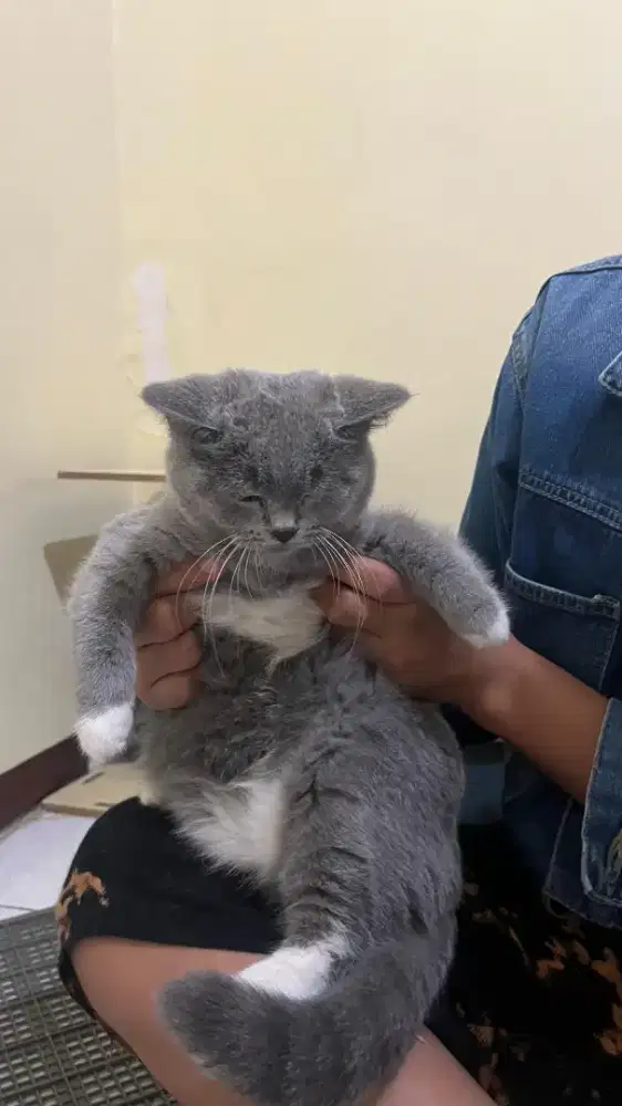 KUCING BSH PURE BETINA NONPED