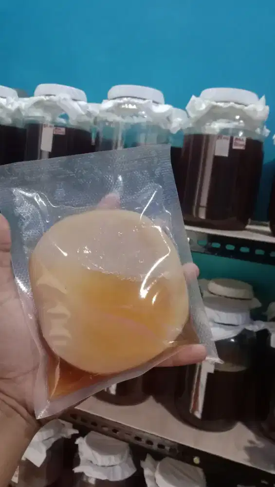 Scoby jamur dipo
