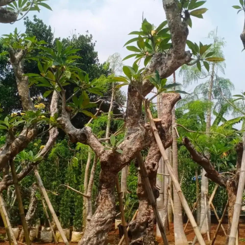 Jual tanaman kamboja fosil