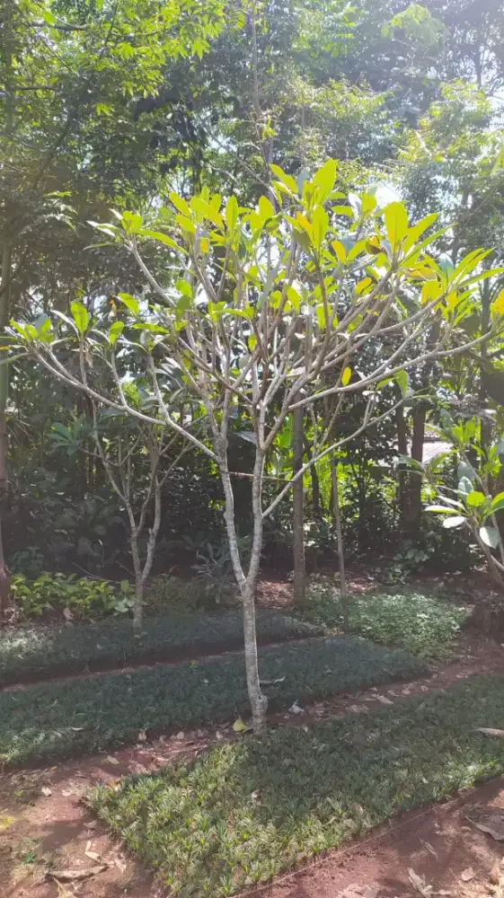 Menjual tanaman kamboja