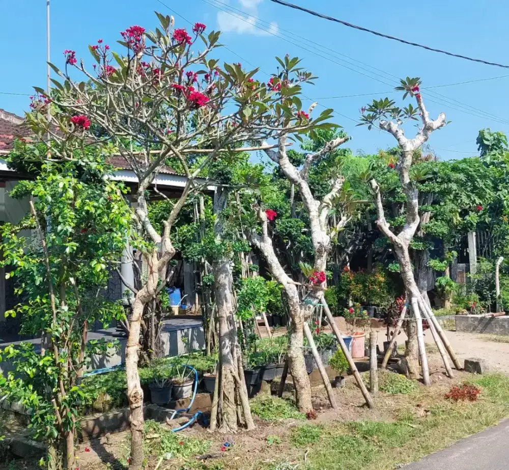 Tanaman / pohon kamboja