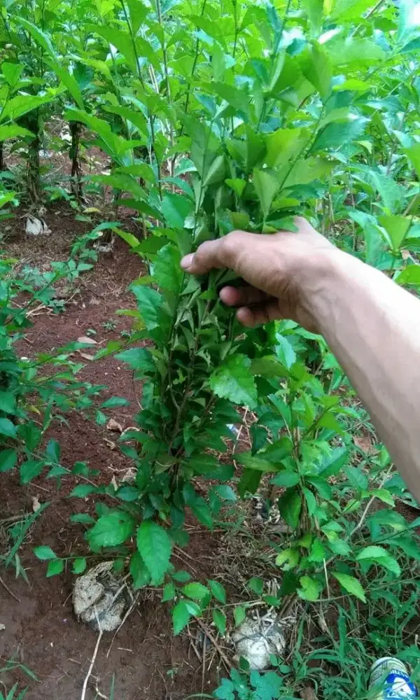 Tanaman teh tehan / pohon pangkas