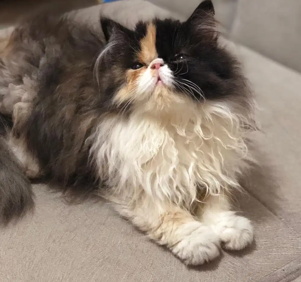 Kucing peaknose extreme longhair