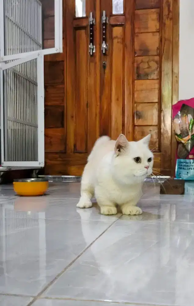 Pacak munchkin (jasa pacak)