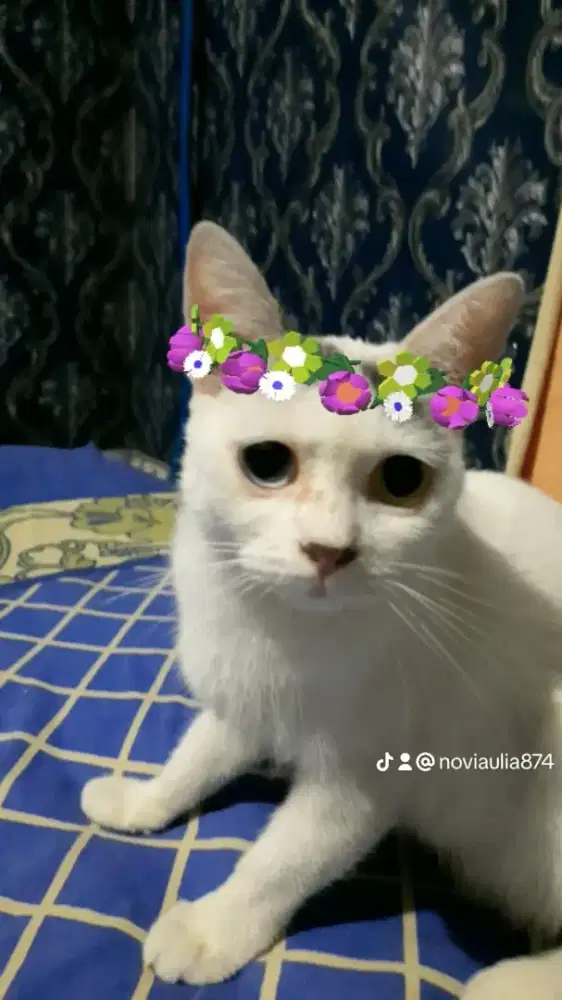 Open adopt  kucing mixdom