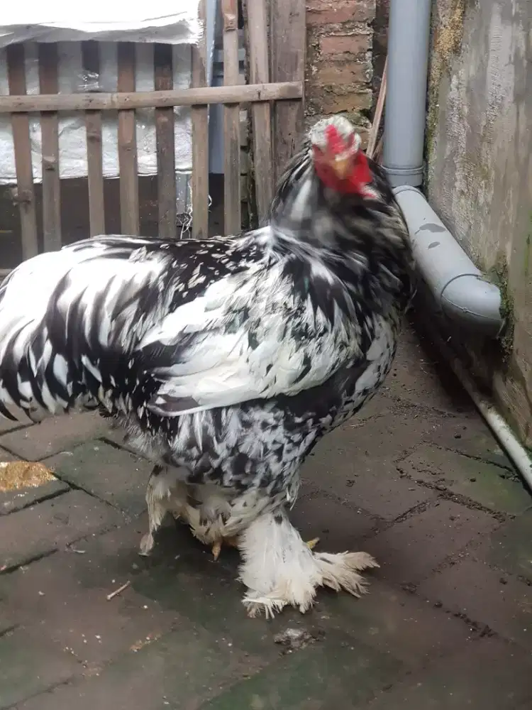 Ayam brahma Black Leced 6b