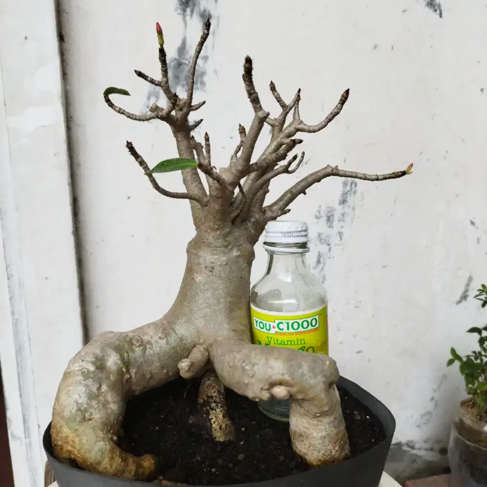 adenium Arabicum Thaisocotranum