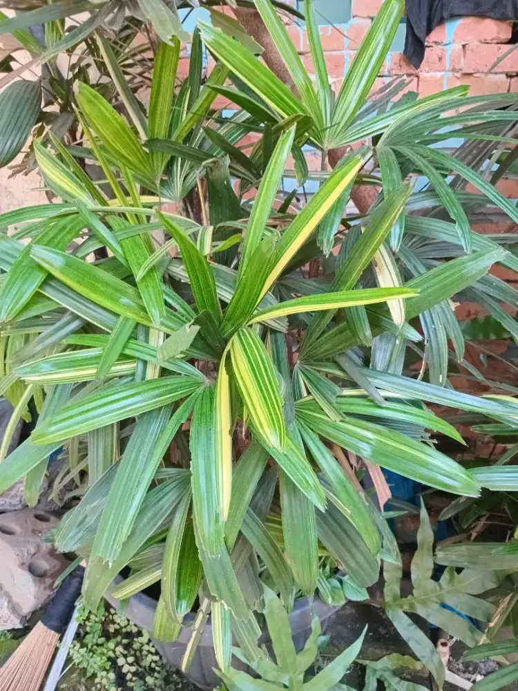 Tanaman Palm Aregu Varigata
