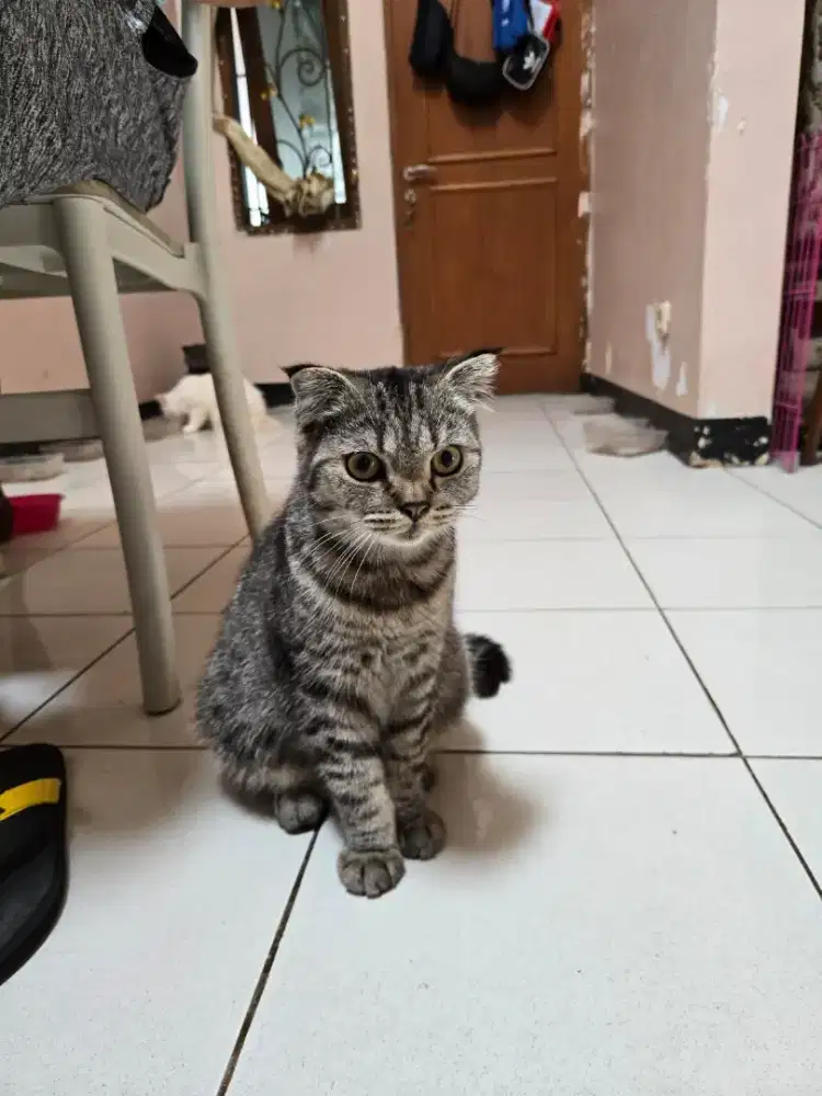 SF Straight 5bulan Tabby betina