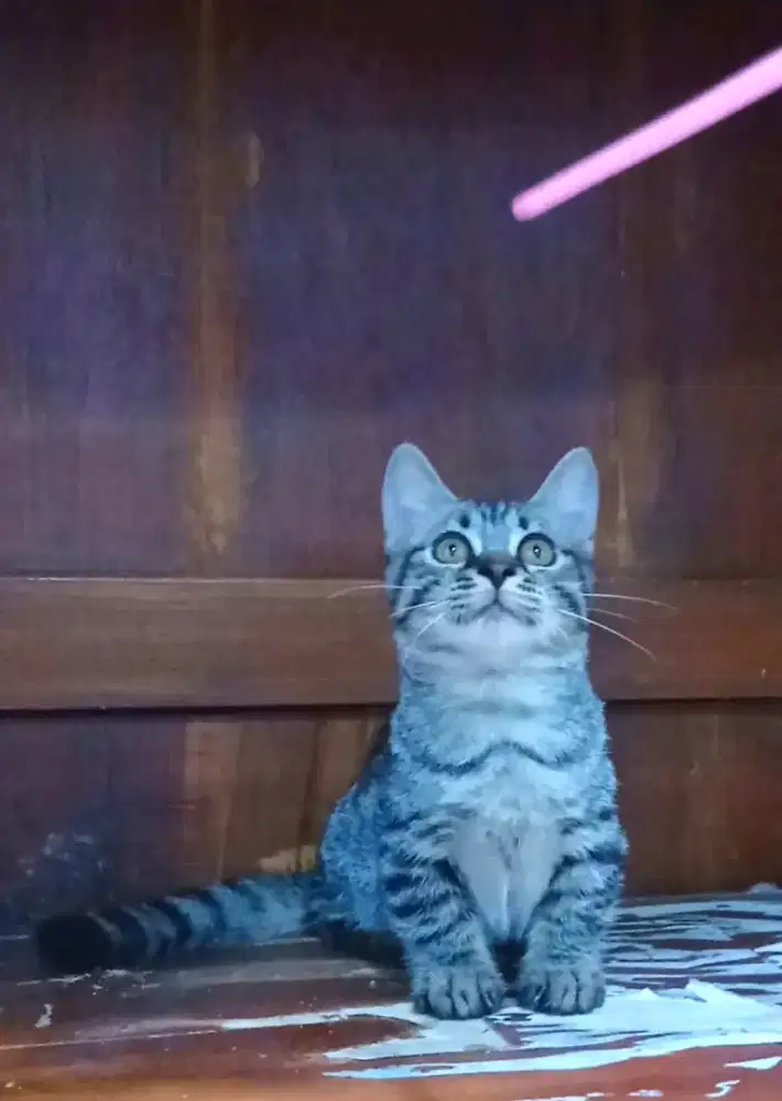 Kucing Munchkin betina top standart