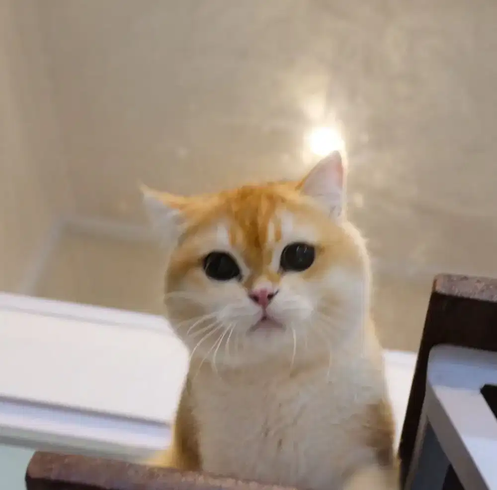 PACAK BSH / KAWIN BSH GOLDEN IMPORT / BRITISH GOLDEN