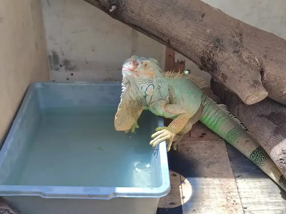 Iguana Green Besar 130 cm